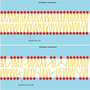 Saturated fats vs Unsaturated fats for skin moisture